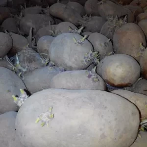 Batatas de 2º ano para semear