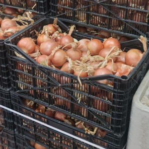 CEBOLAS
