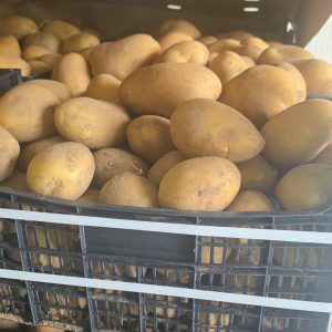 Batata agria